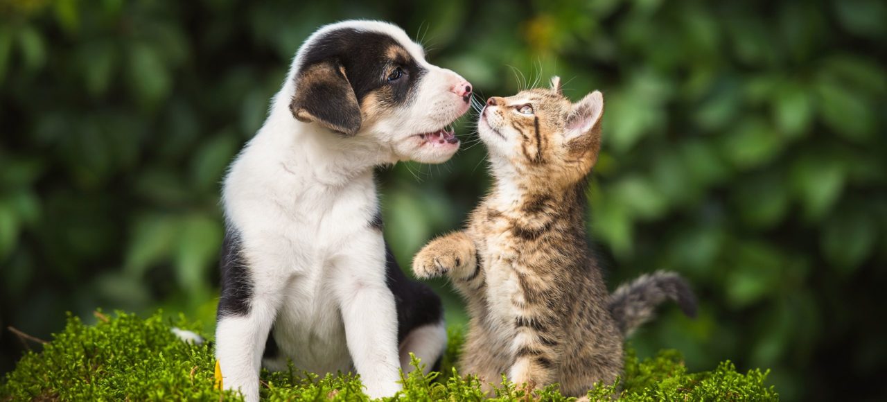 Rude Ranch Animal Rescue